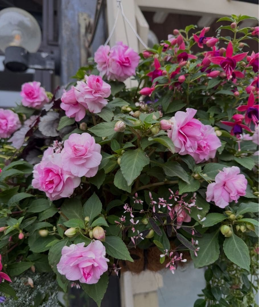 専用☆ Salute サルート☆貴重サイズH70 新品 Salute（サルート）｜ new story of lace ｜ セクシー下着